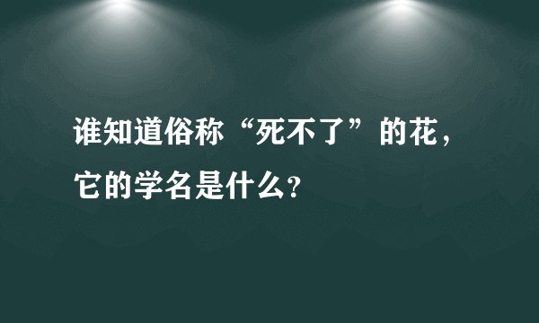 谁知道俗称“死不了”的花，它的学名是什么？