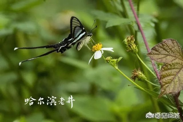 凯马汽车,时代驭菱汽车哪个好?