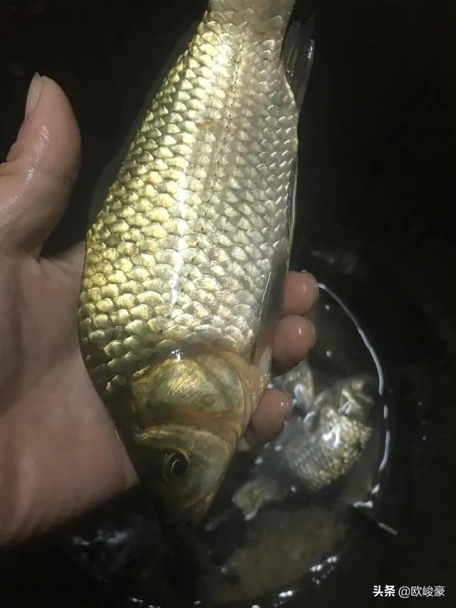 上海钓鱼为什么那么难？