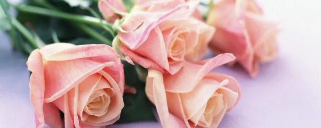 9朵玫瑰花语是什么