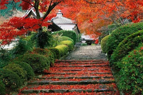 北京香山公园要门票吗 北京香山公园要不要门票呢