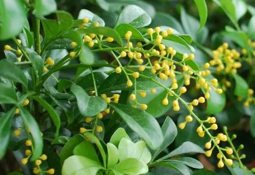 米兰花怎么养 让米兰开满花的窍门