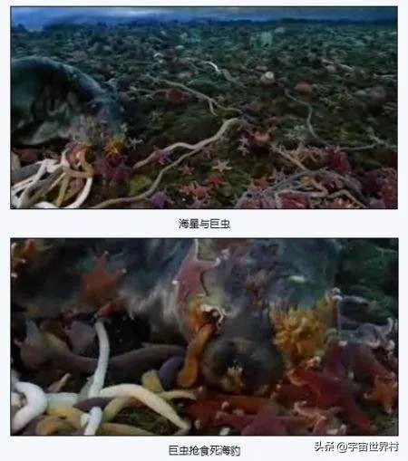 南极巨虫专吃腐烂的食物,南极巨虫对人类有危害吗?