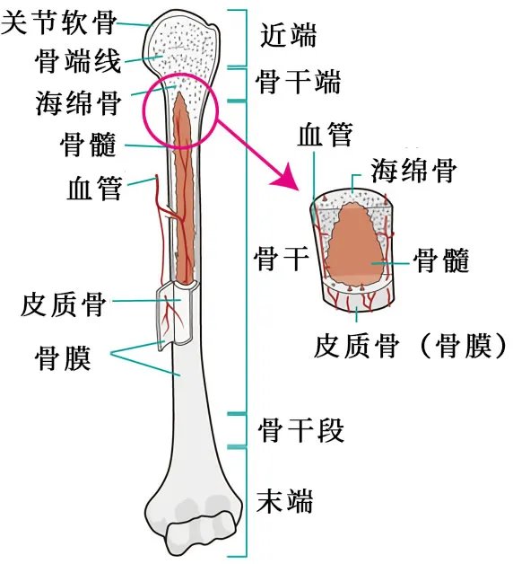 人体骨骼结构图 人体骨骼名称及数量