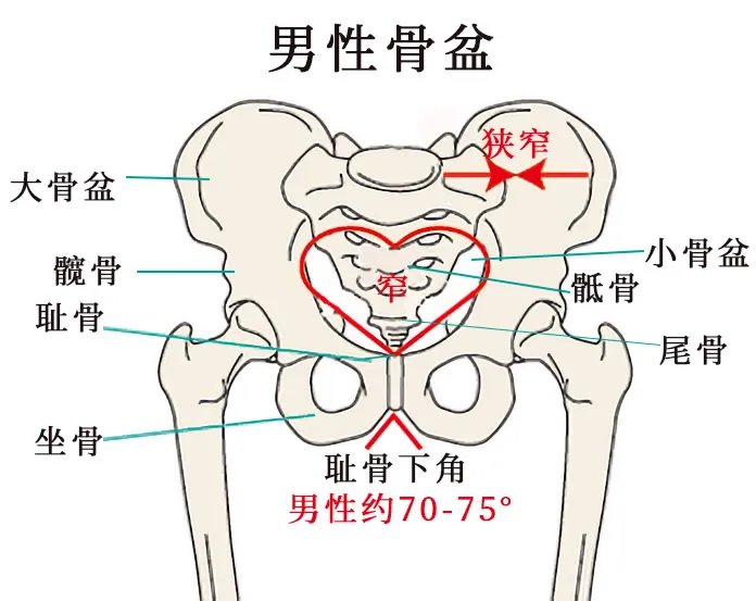 人体骨骼结构图 人体骨骼名称及数量
